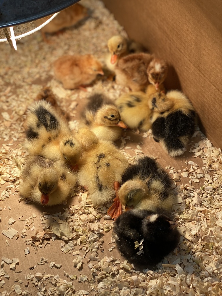 Baby Chicks/Ducks